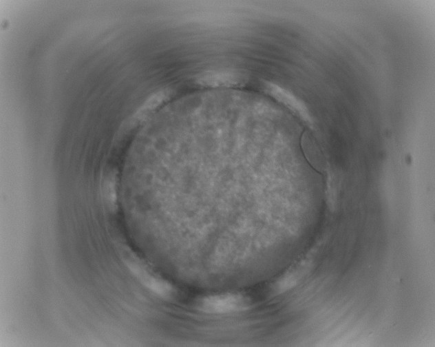 X0000070390065200606301956