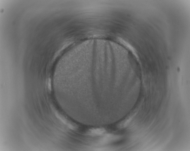 X0000070390067200606301956