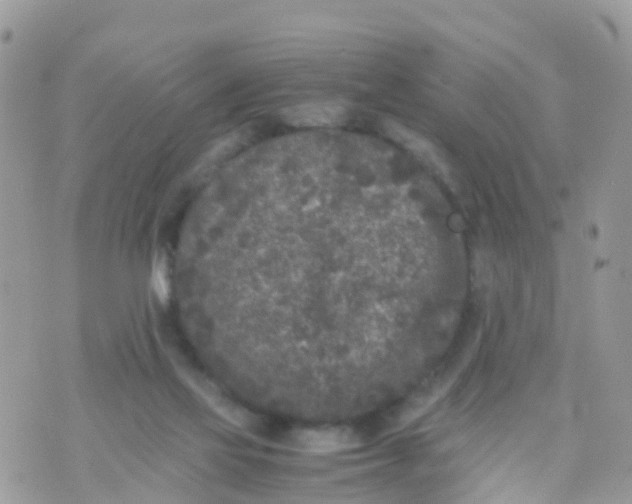 X0000070390069200606301957