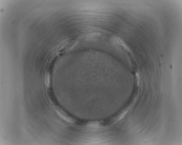 X0000070390076200606301957