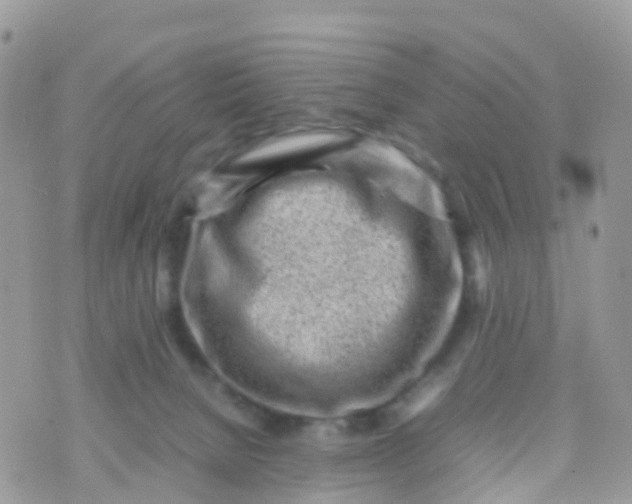 X0000070390080200606301957