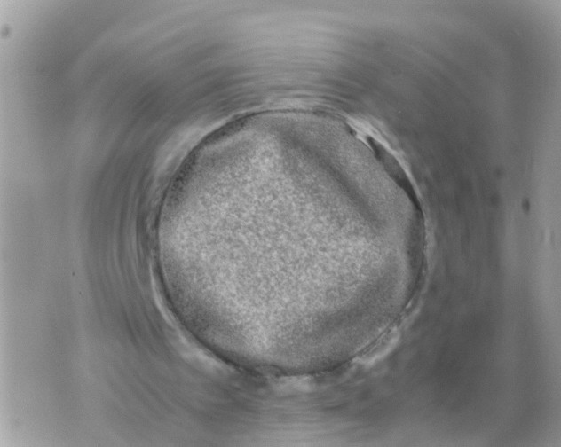 X0000070390097200606301956