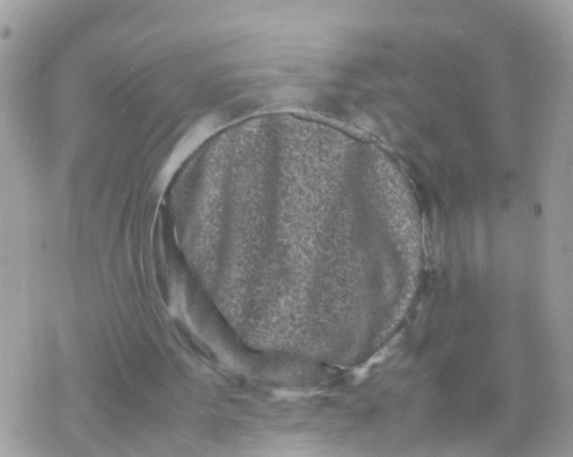 X0000070390099200606301956