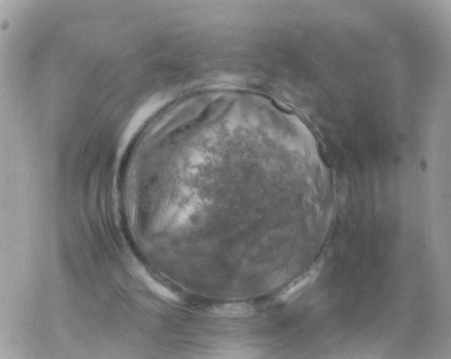 X0000070390102200606301956