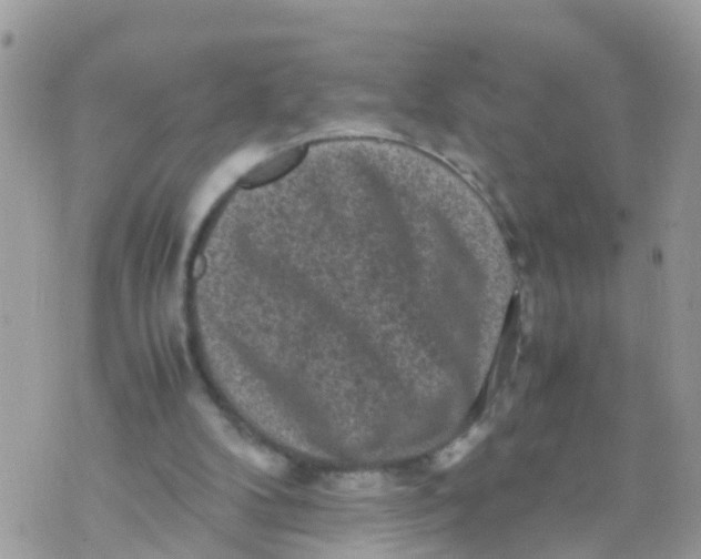 X0000070390104200606301956