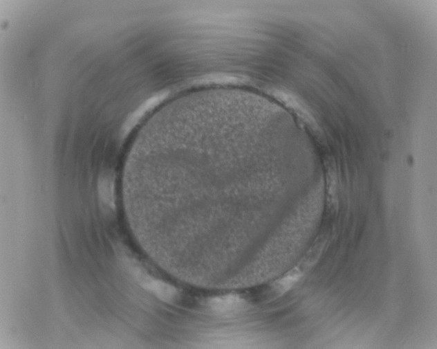 X0000070390112200606301956