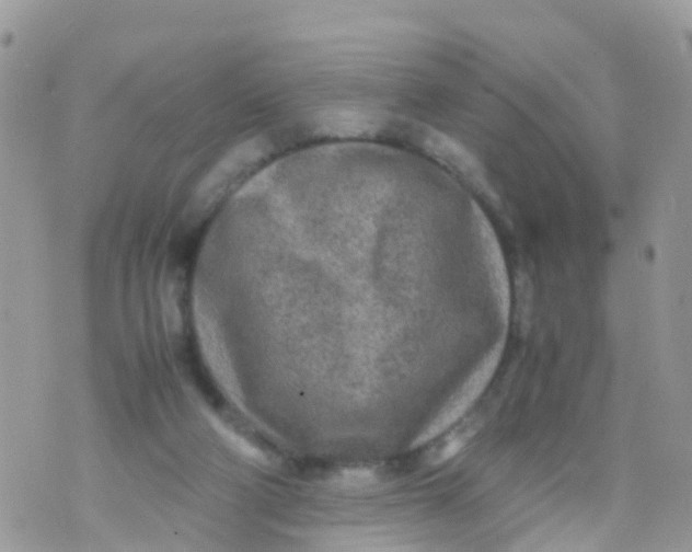 X0000070390114200606301956