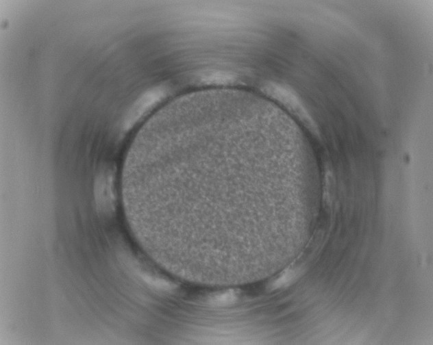 X0000070390116200606301956