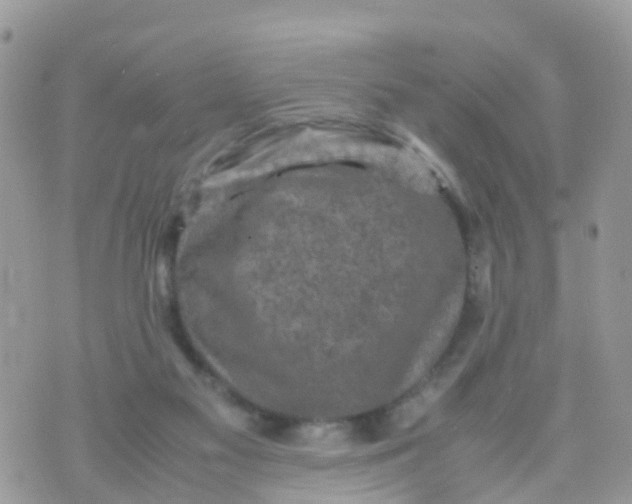 X0000070390117200606301956