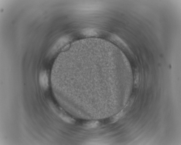 X0000070390124200606301956