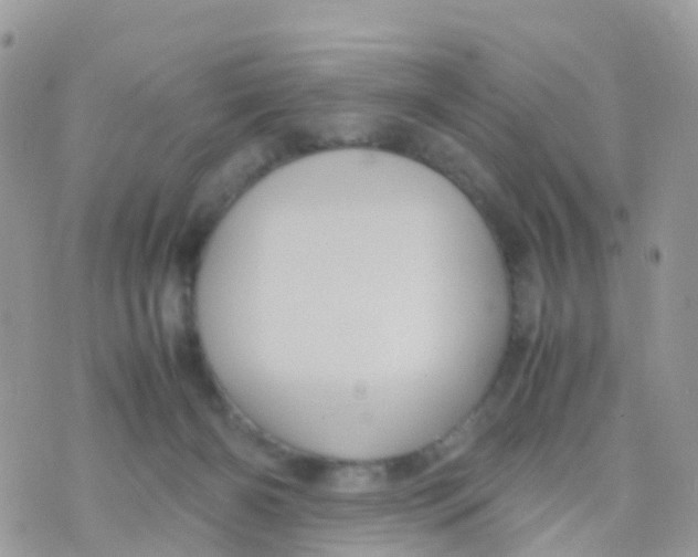 X0000070390126200606301956