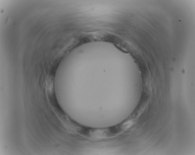 X0000070390129200606301956