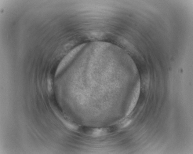 X0000070390130200606301956