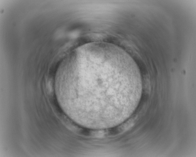 X0000070390131200606301956