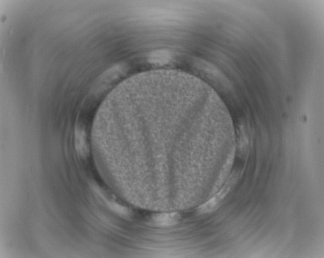 X0000070390136200606301956