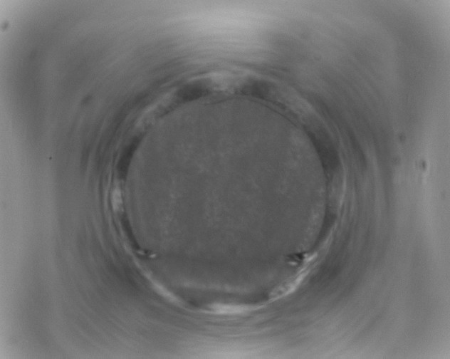 X0000070390137200606301956