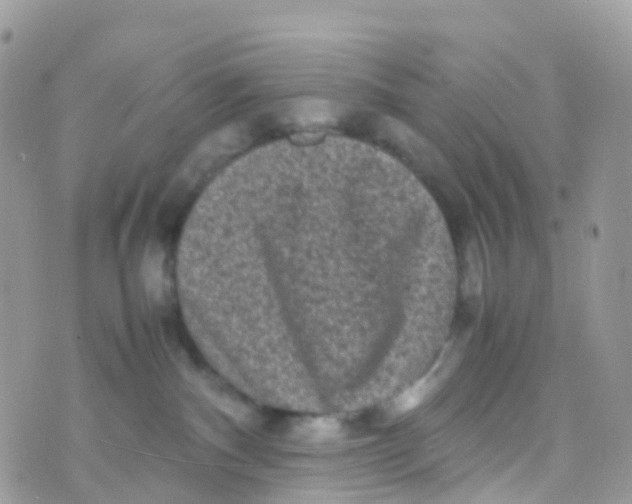 X0000070390140200606301955