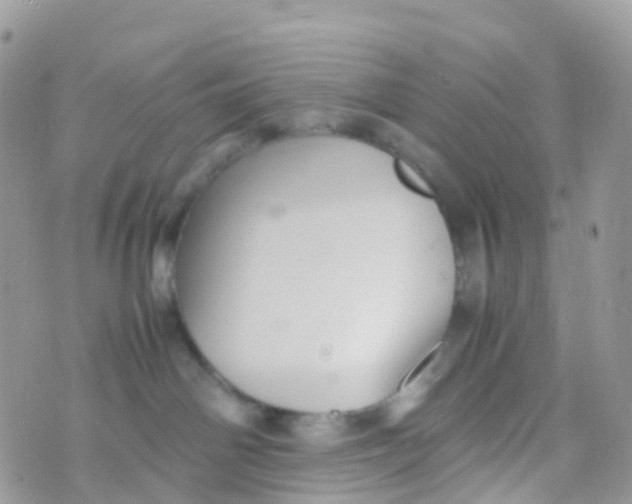 X0000070390142200606301955