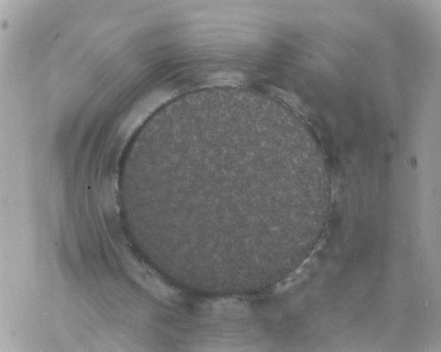 X0000070390146200606301955