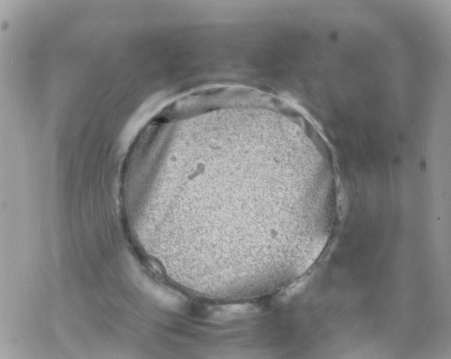 X0000070390151200606301955