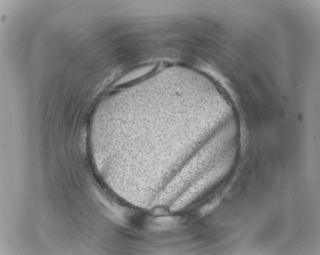 X0000070390153200606301955