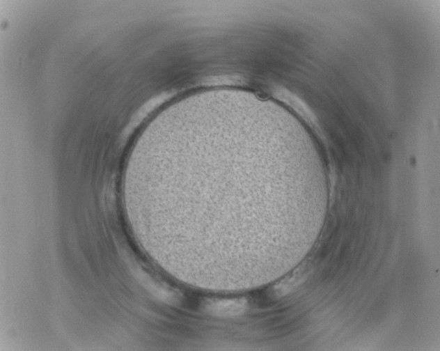 X0000070390155200606301955