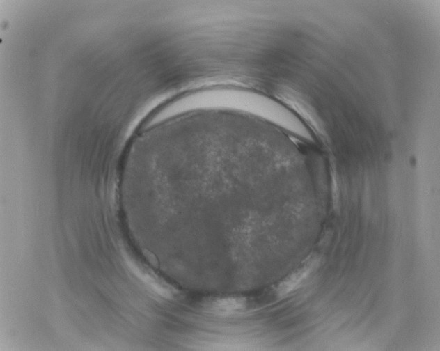 X0000070390156200606301955