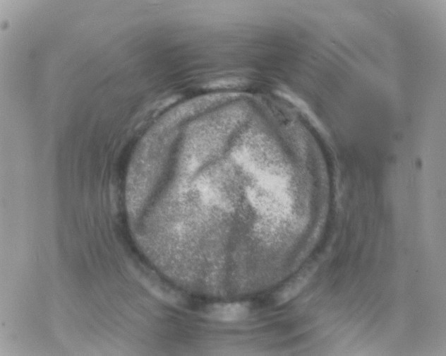 X0000070390161200606301955