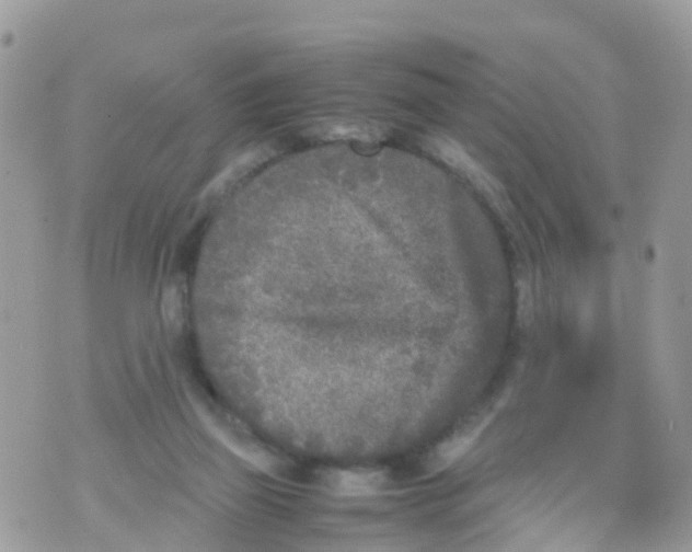 X0000070390165200606301955