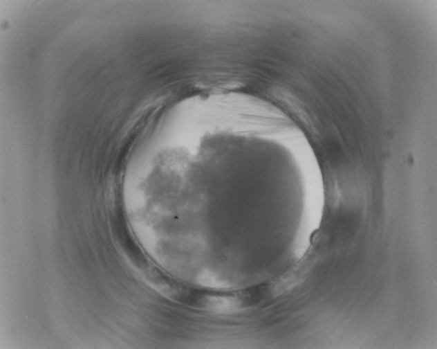 X0000070390167200606301955