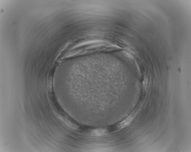 X0000070390168200606301955