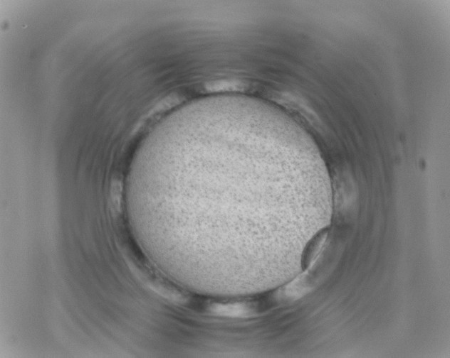 X0000070390171200606301955