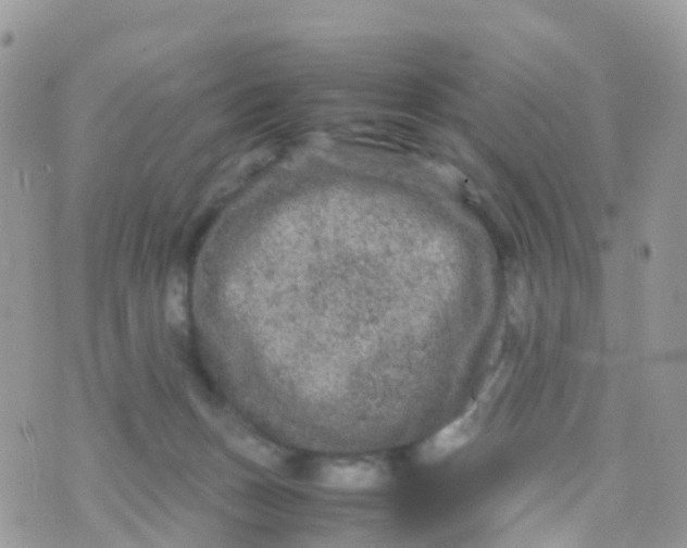 X0000070390175200606301955