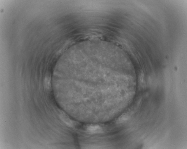 X0000070390177200606301955