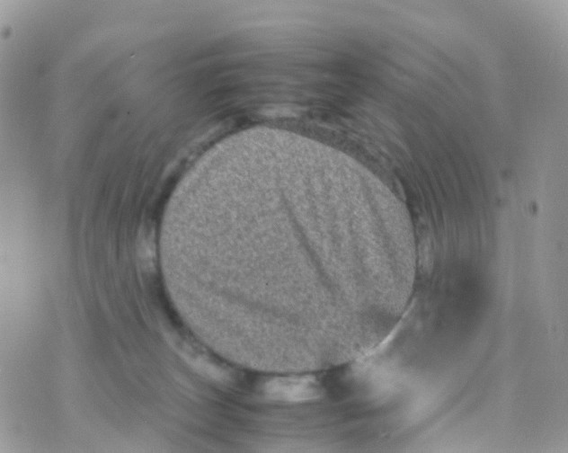 X0000070390179200606301955