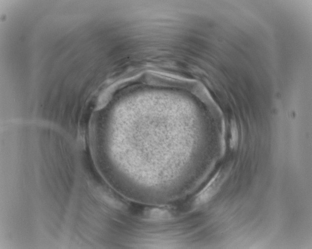 X0000070390180200606301955