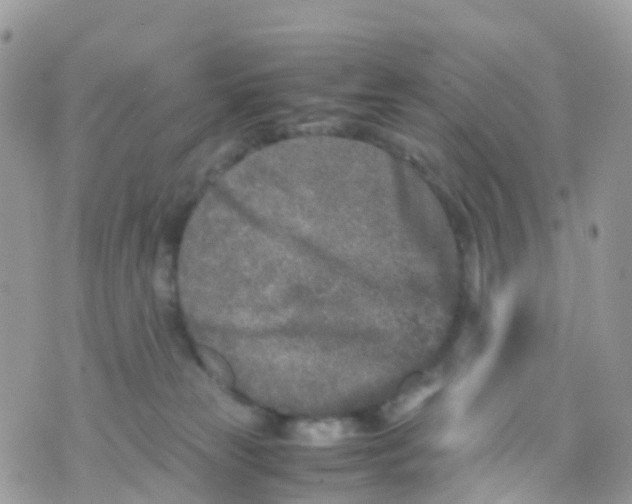 X0000070390181200606301955