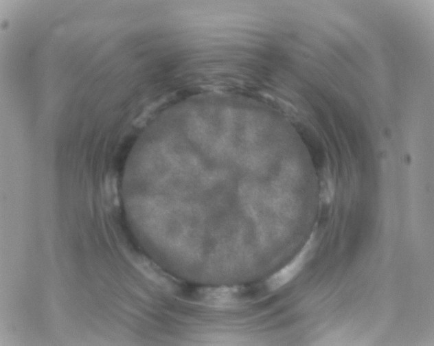 X0000070390182200606301955