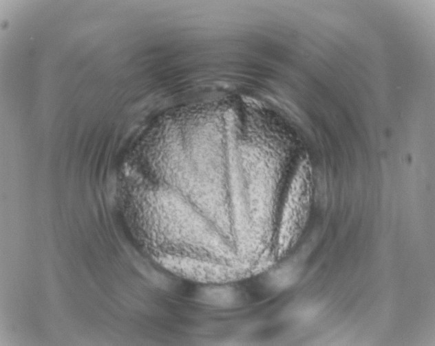 X0000070390189200606301955