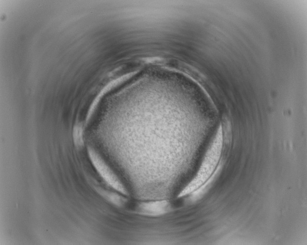 X0000070390191200606301955