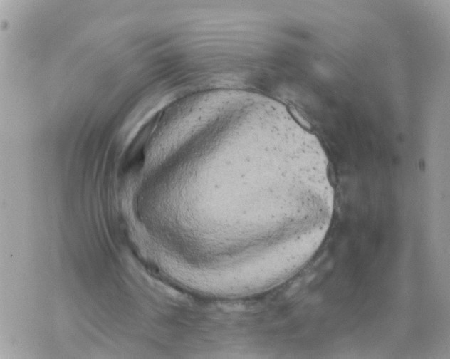 X0000070390194200606301955