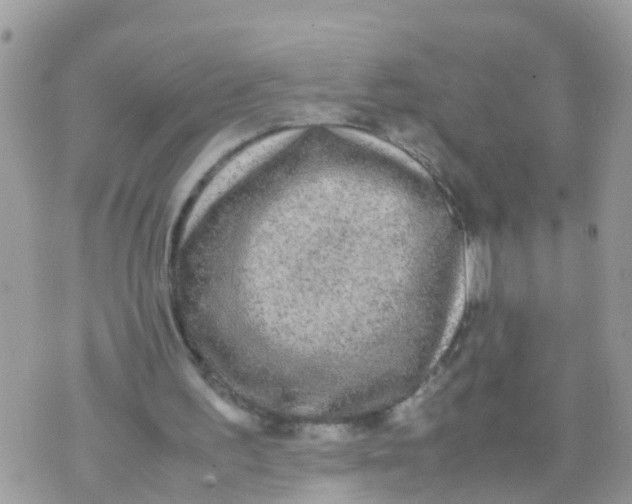 X0000070390195200606301955