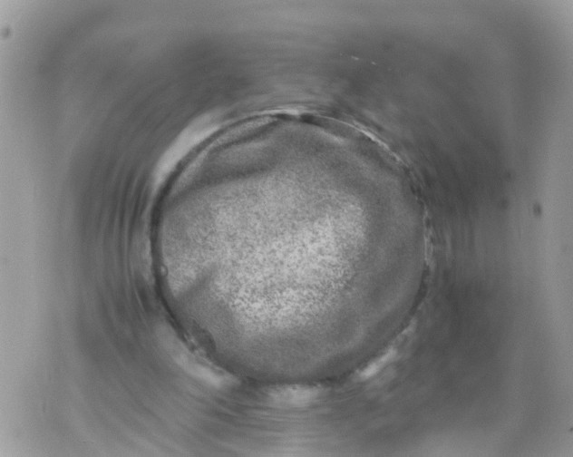 X0000070390198200606301955