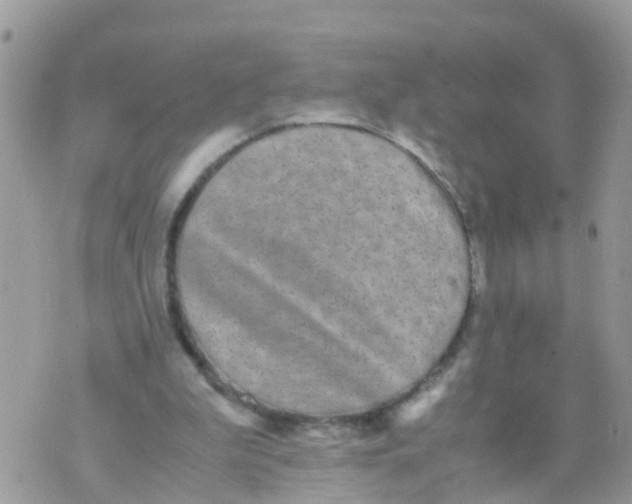 X0000070390199200606301955