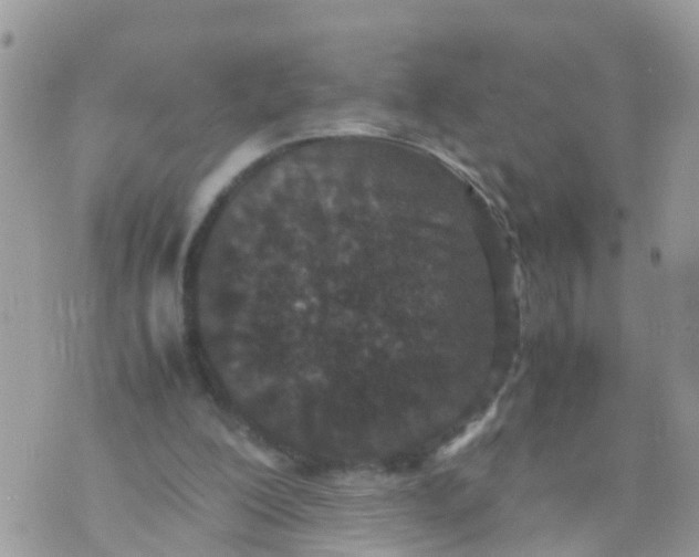 X0000070390200200606301955