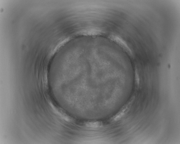 X0000070390202200606301954