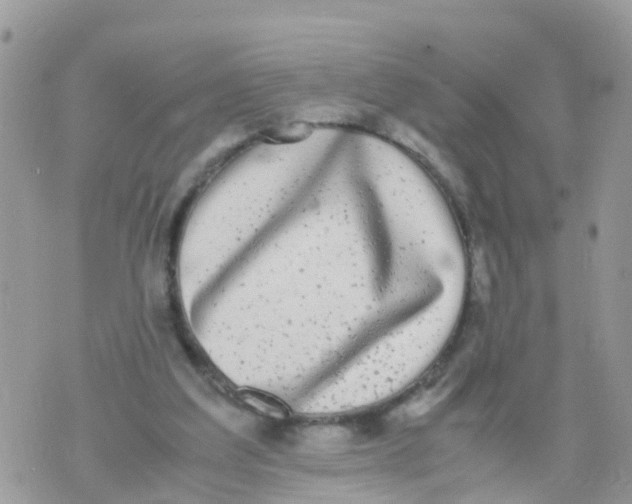 X0000070390203200606301954