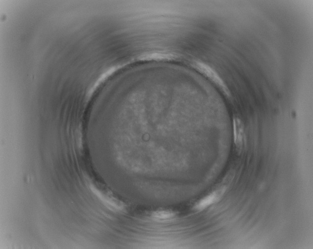 X0000070390204200606301954