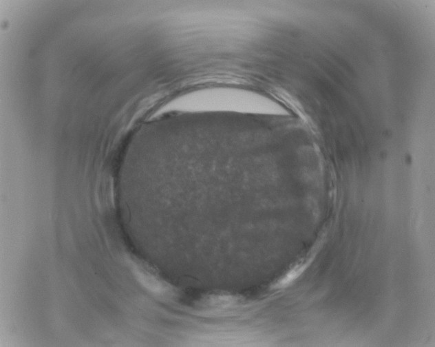 X0000070390205200606301954