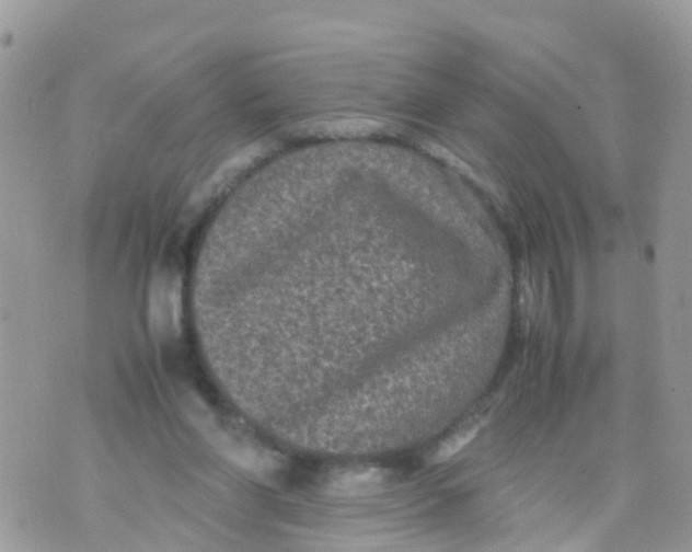 X0000070390206200606301954